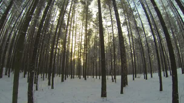 Bosque de invierno — Vídeo de stock