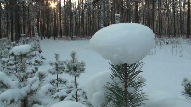 Bosque de invierno — Vídeos de Stock