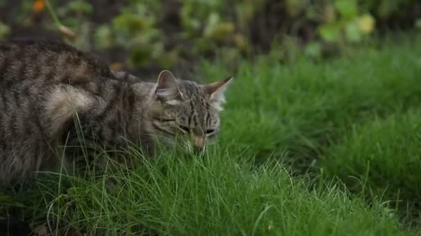 Katten äter gräs — Stockvideo