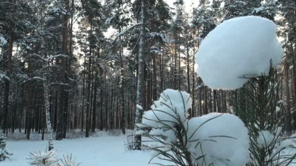 Floresta de Inverno — Vídeo de Stock