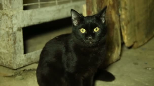 Чёрный котёнок — стоковое видео