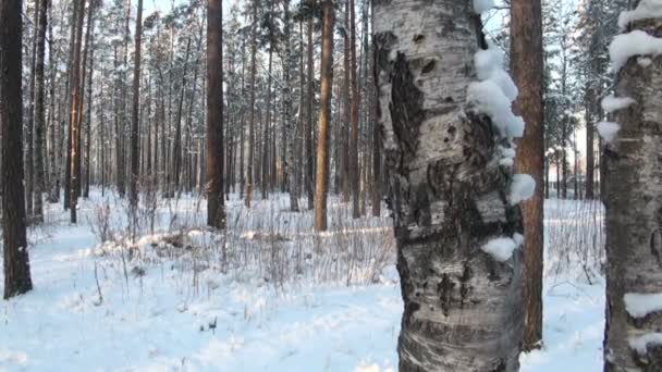 Foresta invernale — Video Stock