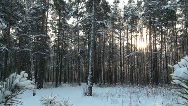 Bosque de invierno — Vídeos de Stock