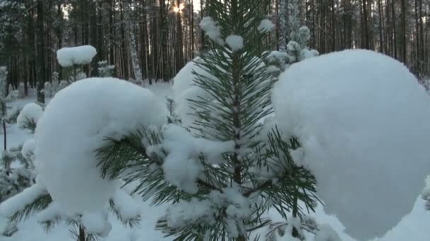 Bosque de invierno — Vídeos de Stock