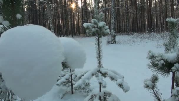 Foresta invernale — Video Stock