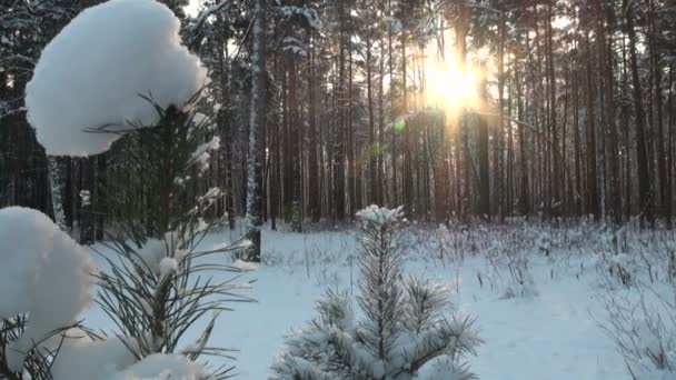 Bosque de invierno — Vídeos de Stock