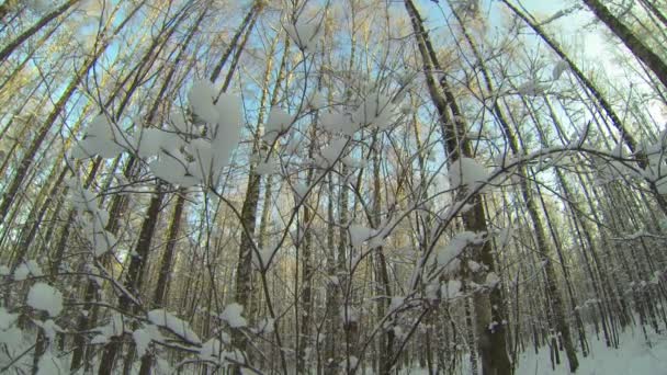 Bosque de invierno — Vídeo de stock