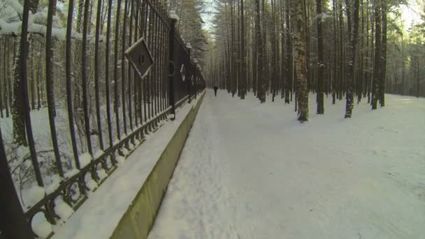 Зимний лес. — стоковое видео