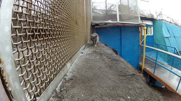 Katze geht am Eisengitter entlang — Stockvideo