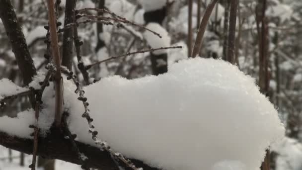 Bosque de invierno — Vídeos de Stock