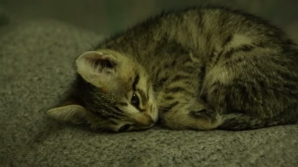 Gatinho cinzento dormindo enrolado em uma bola — Vídeo de Stock