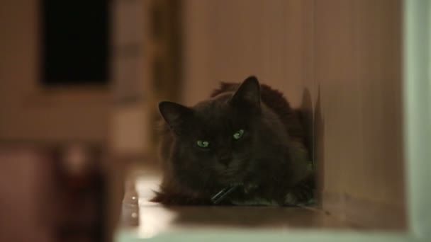 Серый кот — стоковое видео