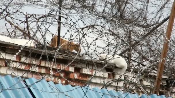 가시 철사의 뒤에 고양이 두 마리 — 비디오