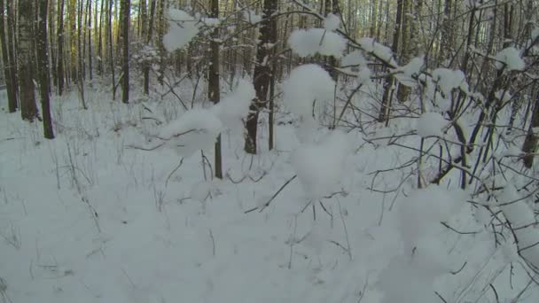 Floresta de Inverno — Vídeo de Stock