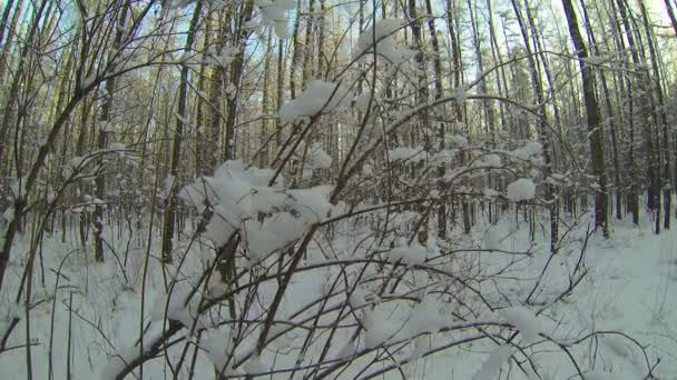 Floresta de Inverno — Vídeo de Stock