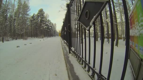 Bosque de invierno — Vídeos de Stock