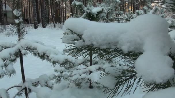 Las zimowy — Wideo stockowe