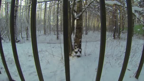 Bosque de invierno. — Vídeo de stock