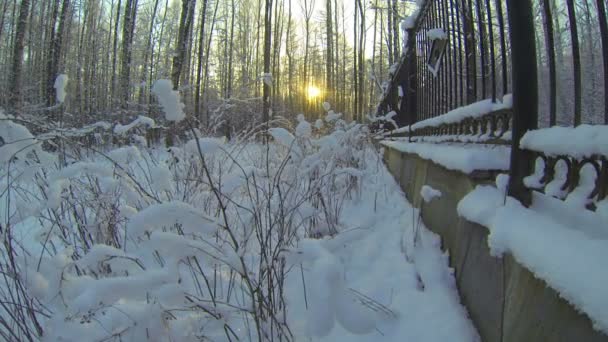 Bosque de invierno. — Vídeo de stock