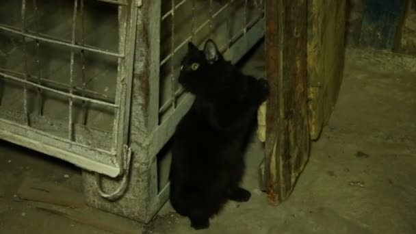 Gatito negro afilando sus garras — Vídeo de stock