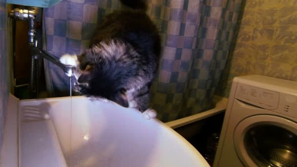 Katze trinkt Wasser unter dem Kran — Stockvideo