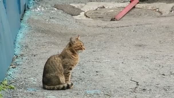 Gato gris afuera — Vídeo de stock