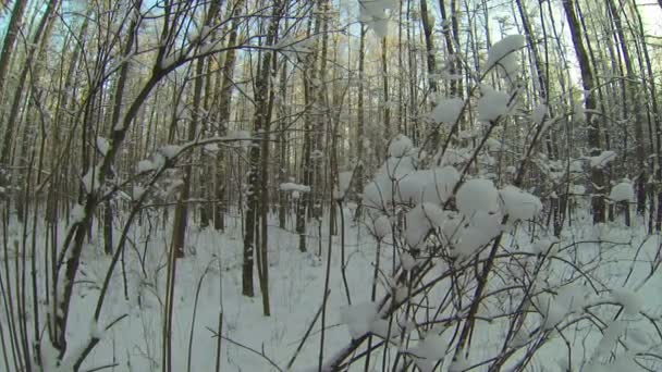 Forêt d'hiver