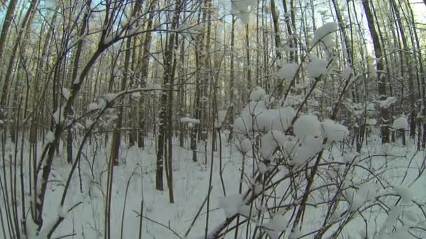 Forêt d'hiver — Video