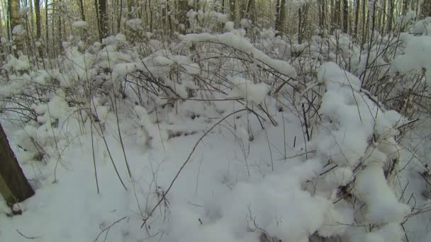 Bosque de invierno — Vídeo de stock