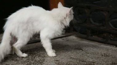 Açık oynayan kedi