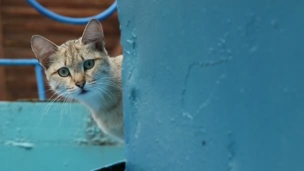 Katt spelar utomhus — Stockvideo
