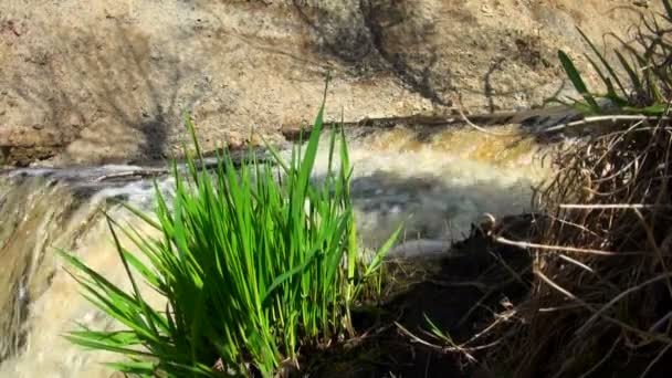 Лесной ручей бежит по мшистым камням — стоковое видео