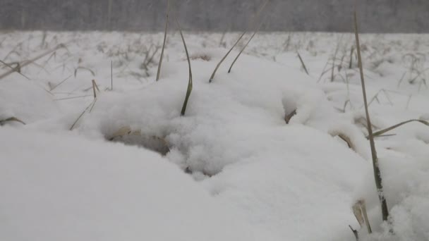 Bosque de invierno — Vídeos de Stock