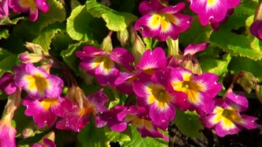 çiçek yakın çekim