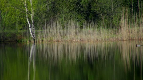 Low level mountain forest river valley remote wilderness — Stock Video