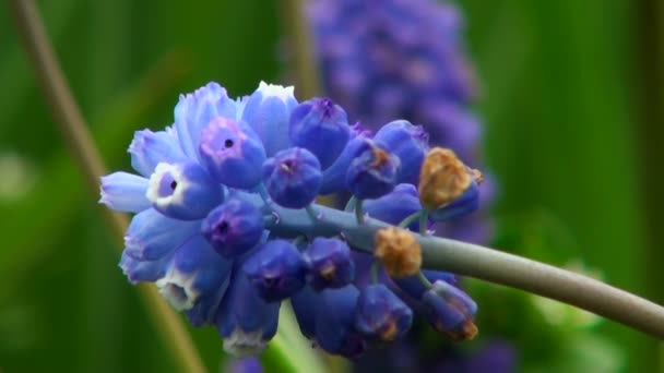 Flor de cerca — Vídeo de stock