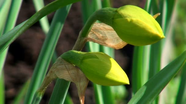 Bloem close-up — Stockvideo