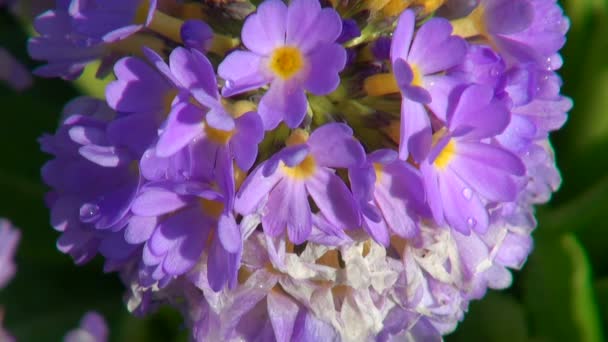 Blomma på nära håll — Stockvideo