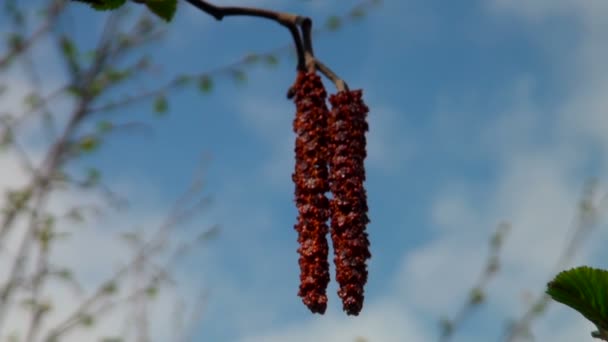 Birch catkins — Stock Video