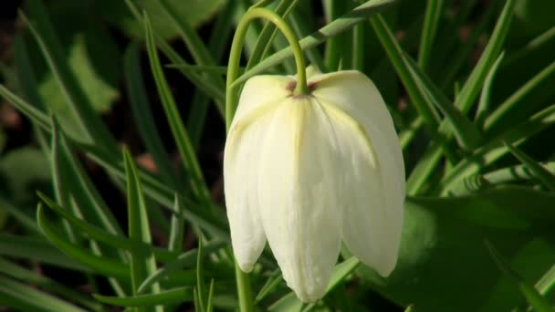 Flor de cerca — Vídeos de Stock