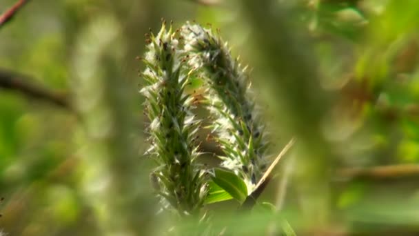 Groene plant — Stockvideo