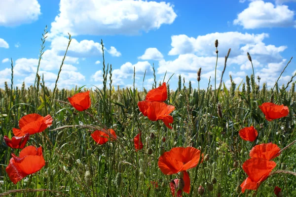 Vallmo i en sommar majsfält — Stockfoto