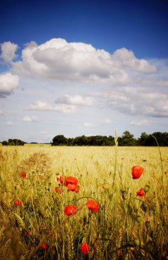 Cornfield with poppies clipart