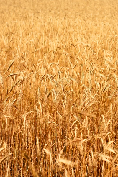 日差しの中で麦畑 — ストック写真