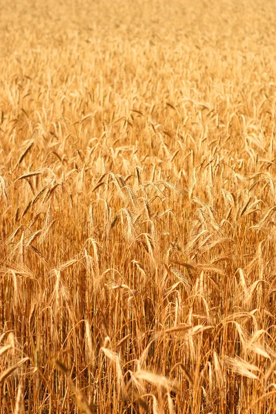 Wheatfield w promieniach słońca — Zdjęcie stockowe