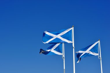 Three Scottish or saltire flags blowing in the wind clipart