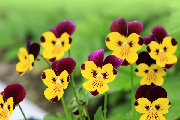 Pansy flowers in green grass