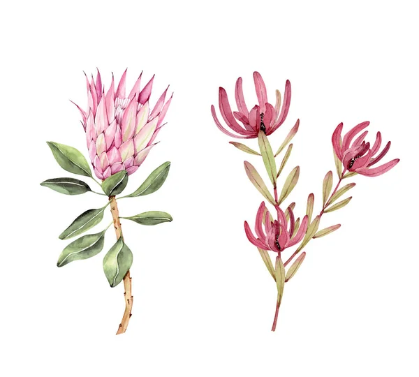 Conjunto Acuarela Ilustraciones Botánicas Flores Tropicales Protea Aislado Sobre Fondo — Foto de Stock