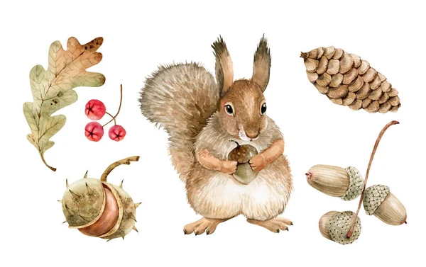 Botanical Autumn Watercolor Set Forest Animal Squirrel Plants Berries Hand — Stock Photo, Image