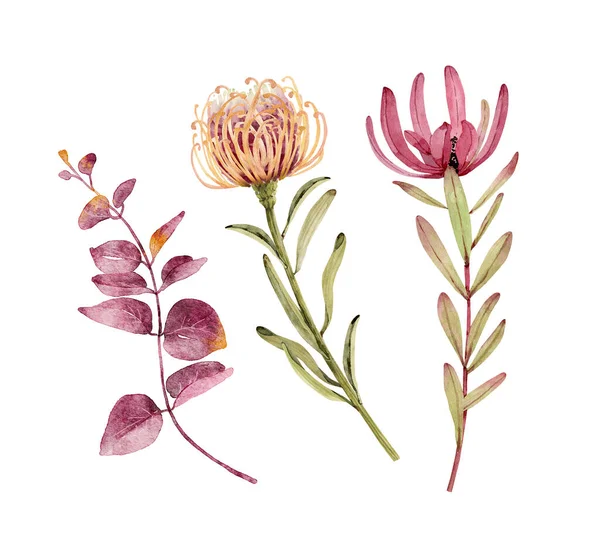Set Van Aquarel Botanische Illustraties Van Tropische Bloemen Protea Planten — Stockfoto